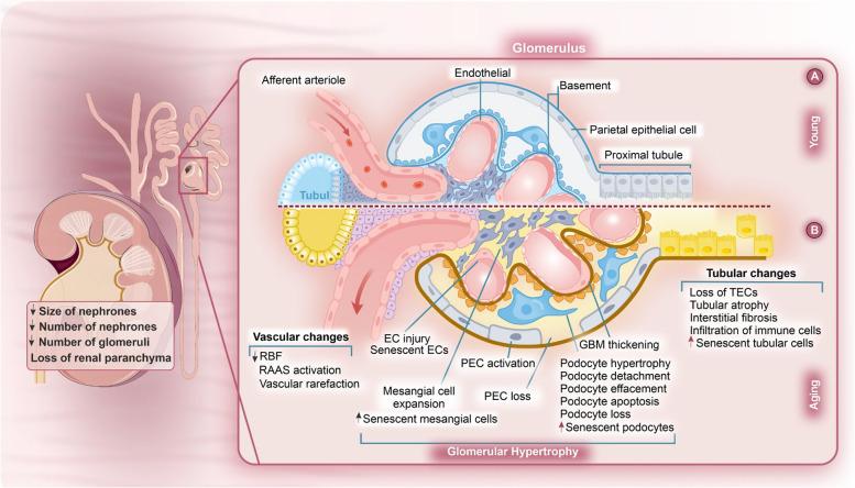 https://cdn.ncbi.nlm.nih.gov/pmc/blobs/f36b/11657437/1c4b691c6e95/12964_2024_1968_Fig1_HTML.jpg