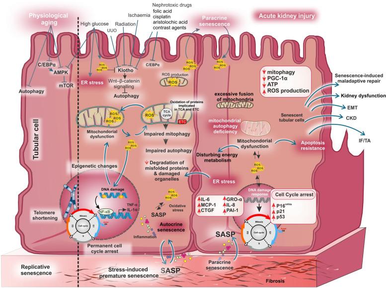 https://cdn.ncbi.nlm.nih.gov/pmc/blobs/f36b/11657437/2a57738b183f/12964_2024_1968_Fig2_HTML.jpg