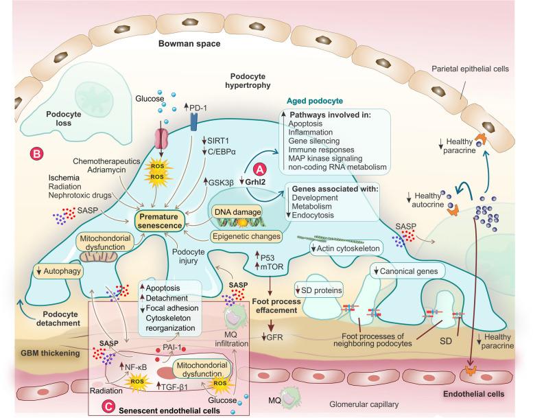 https://cdn.ncbi.nlm.nih.gov/pmc/blobs/f36b/11657437/7eee45f4d444/12964_2024_1968_Fig3_HTML.jpg