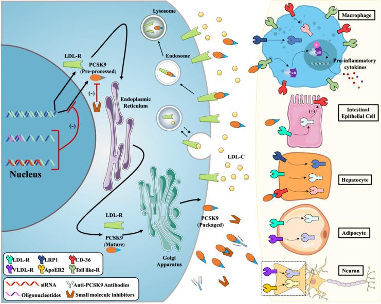 https://cdn.ncbi.nlm.nih.gov/pmc/blobs/f36e/9562883/67f9b4a5bc61/cells-11-02972-g001.jpg