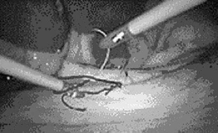https://cdn.ncbi.nlm.nih.gov/pmc/blobs/f36f/1913183/6f41d54517c8/268_2006_724_f5.jpg