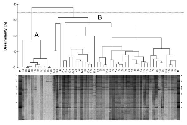 https://cdn.ncbi.nlm.nih.gov/pmc/blobs/f371/2906462/552268f435b0/1471-2180-10-175-1.jpg