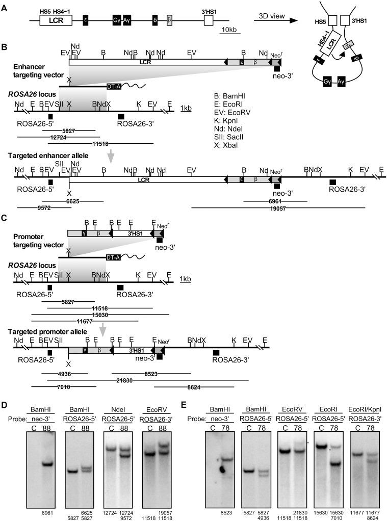 https://cdn.ncbi.nlm.nih.gov/pmc/blobs/f372/6375575/994f628c3e41/pone.0203099.g001.jpg