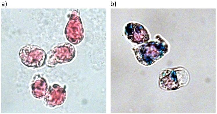https://cdn.ncbi.nlm.nih.gov/pmc/blobs/f373/7002802/f186c8e9ba72/41598_2020_58853_Fig1_HTML.jpg