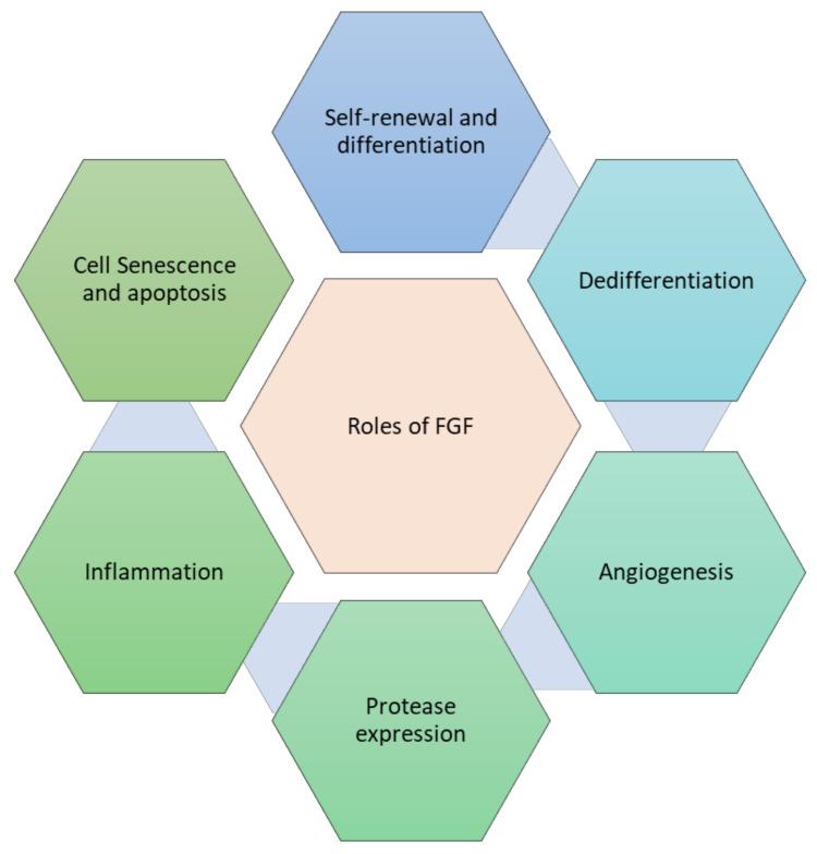 https://cdn.ncbi.nlm.nih.gov/pmc/blobs/f379/8622657/61f0f01a400b/cells-10-03242-g004.jpg