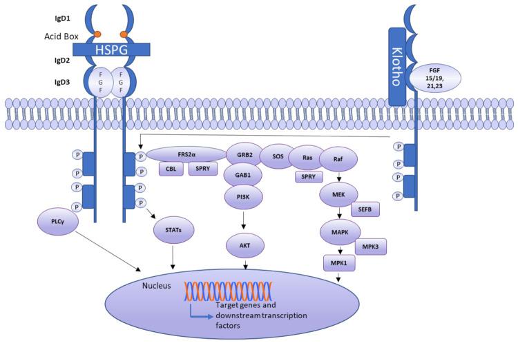 https://cdn.ncbi.nlm.nih.gov/pmc/blobs/f379/8622657/699db3610423/cells-10-03242-g003.jpg