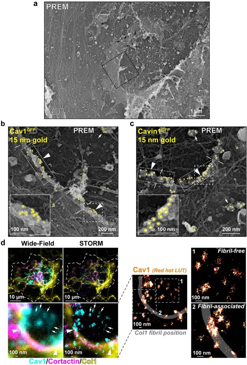 https://cdn.ncbi.nlm.nih.gov/pmc/blobs/f37b/10709148/2302eae16e45/41556_2023_1272_Fig11_ESM.jpg