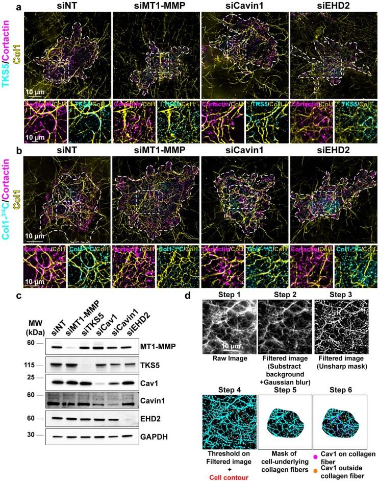https://cdn.ncbi.nlm.nih.gov/pmc/blobs/f37b/10709148/8524703263da/41556_2023_1272_Fig12_ESM.jpg