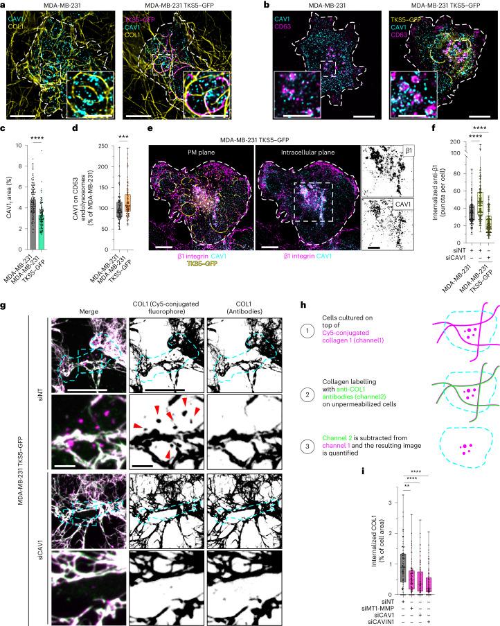 https://cdn.ncbi.nlm.nih.gov/pmc/blobs/f37b/10709148/974a4c9e19b4/41556_2023_1272_Fig7_HTML.jpg