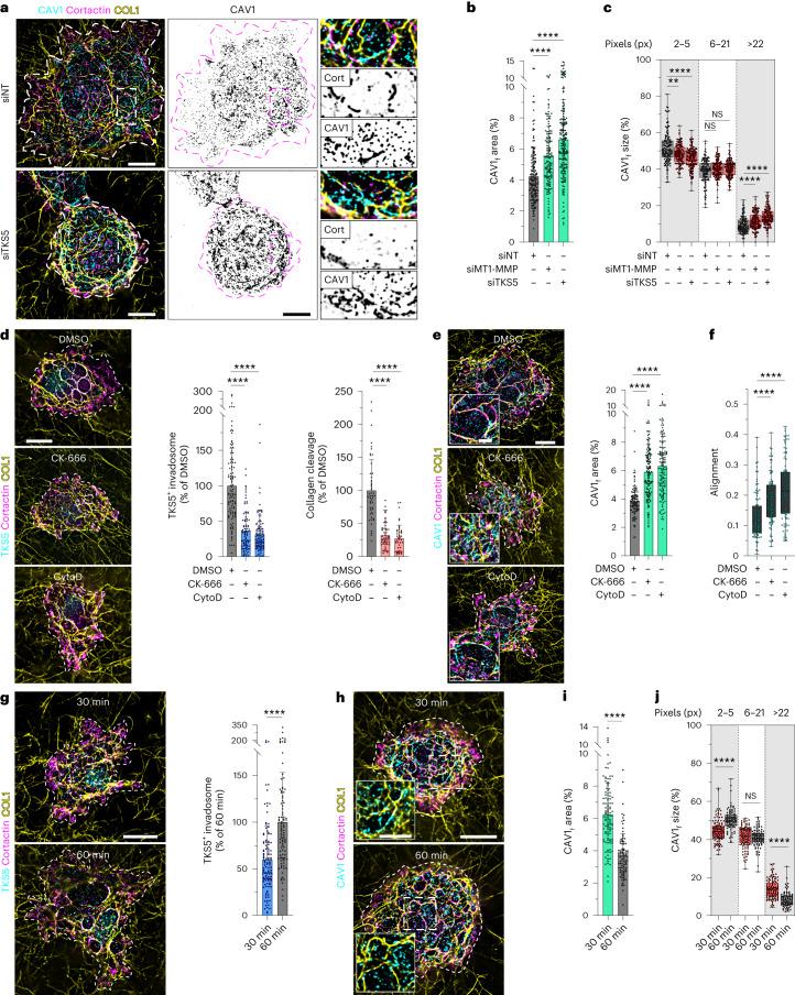 https://cdn.ncbi.nlm.nih.gov/pmc/blobs/f37b/10709148/d0d953ad15d1/41556_2023_1272_Fig4_HTML.jpg