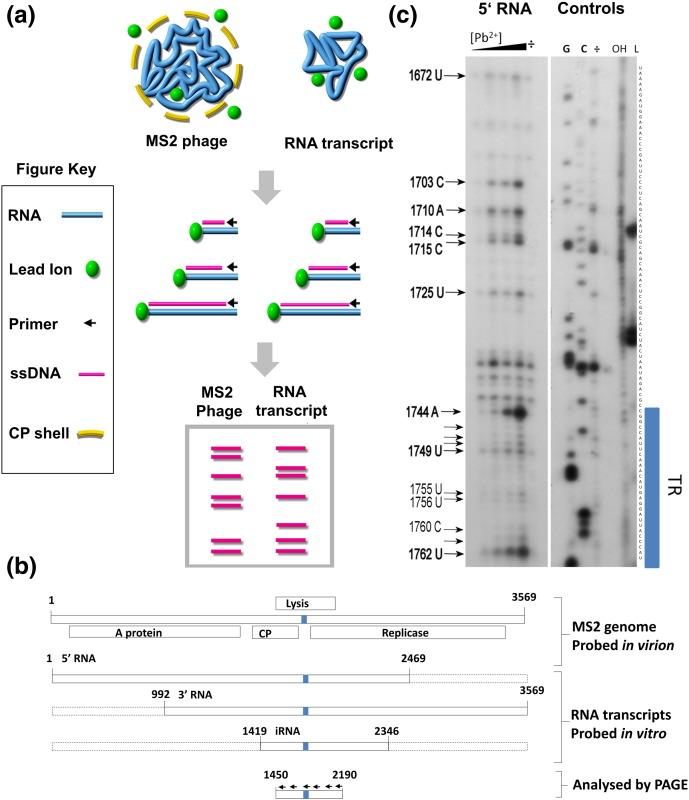 https://cdn.ncbi.nlm.nih.gov/pmc/blobs/f37b/4751978/1c44e5feee9d/gr5.jpg