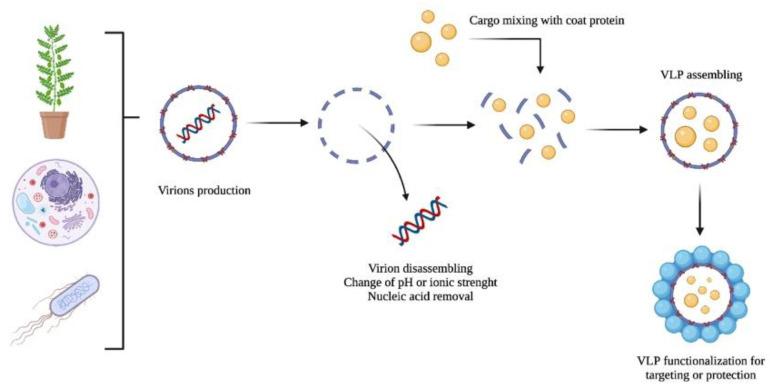 https://cdn.ncbi.nlm.nih.gov/pmc/blobs/f37d/9369363/9814d6189b1c/ijms-23-08579-g002.jpg