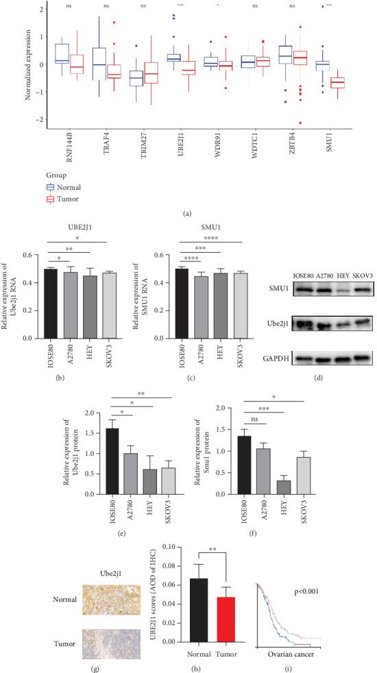 https://cdn.ncbi.nlm.nih.gov/pmc/blobs/f380/12283211/dff9a2764b73/HUMU2025-8369299.005.jpg