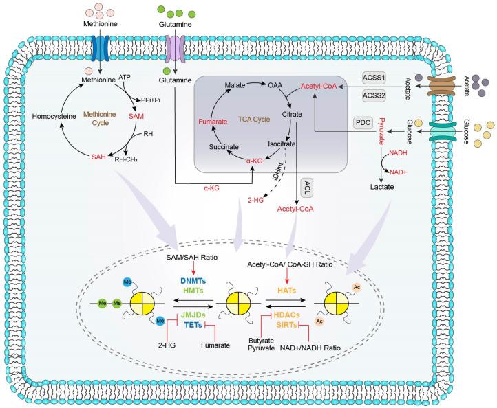 https://cdn.ncbi.nlm.nih.gov/pmc/blobs/f383/8533383/609beb1743b5/biomolecules-11-01406-g001.jpg