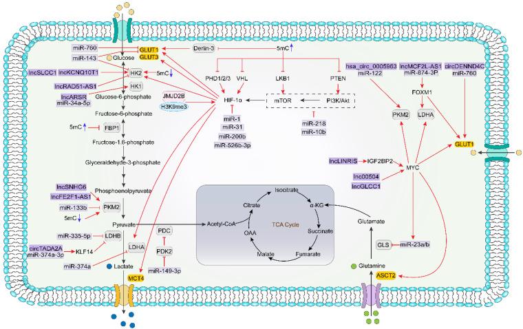 https://cdn.ncbi.nlm.nih.gov/pmc/blobs/f383/8533383/b7fb9cf8fd3a/biomolecules-11-01406-g002.jpg