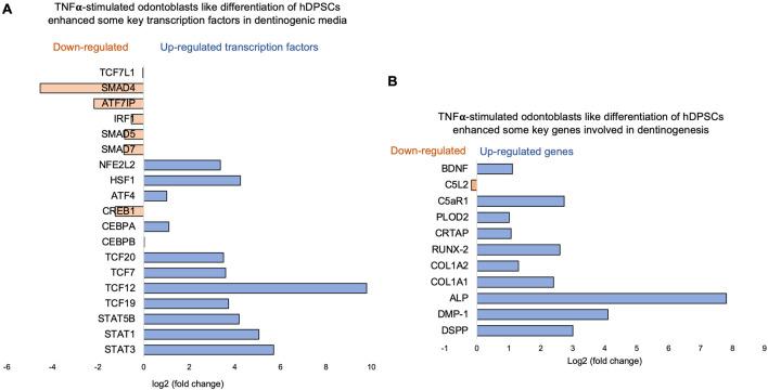 https://cdn.ncbi.nlm.nih.gov/pmc/blobs/f386/12174388/6f25197ba4a8/fgene-16-1592599-g004.jpg