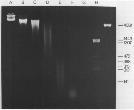 https://cdn.ncbi.nlm.nih.gov/pmc/blobs/f389/327328/a23d1f534a52/nar00406-0040-a.jpg