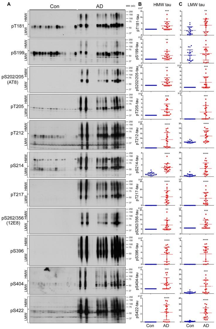 https://cdn.ncbi.nlm.nih.gov/pmc/blobs/f38b/5810298/c7d7b6471af0/fnagi-10-00027-g0002.jpg