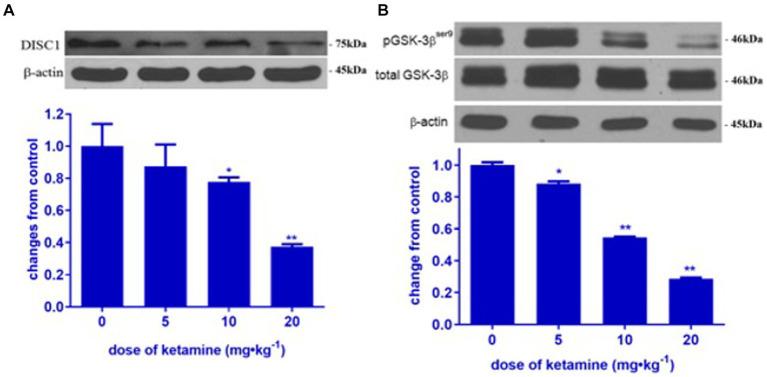 https://cdn.ncbi.nlm.nih.gov/pmc/blobs/f38e/11150584/34d2f9735145/fnmol-17-1342233-g003.jpg