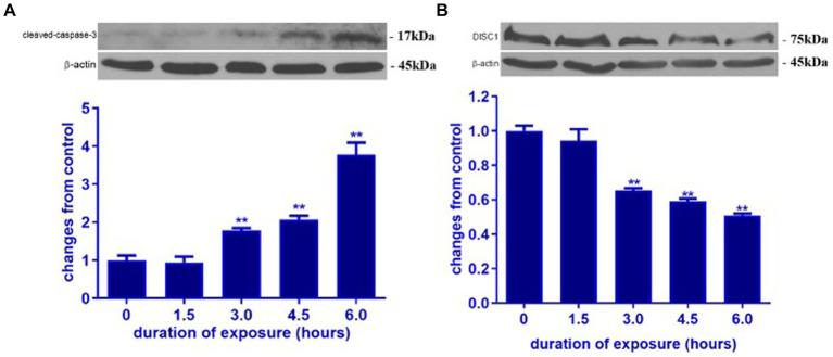 https://cdn.ncbi.nlm.nih.gov/pmc/blobs/f38e/11150584/935706d92884/fnmol-17-1342233-g001.jpg