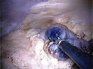 https://cdn.ncbi.nlm.nih.gov/pmc/blobs/f38e/4276324/89ca05ae5641/gr2.jpg