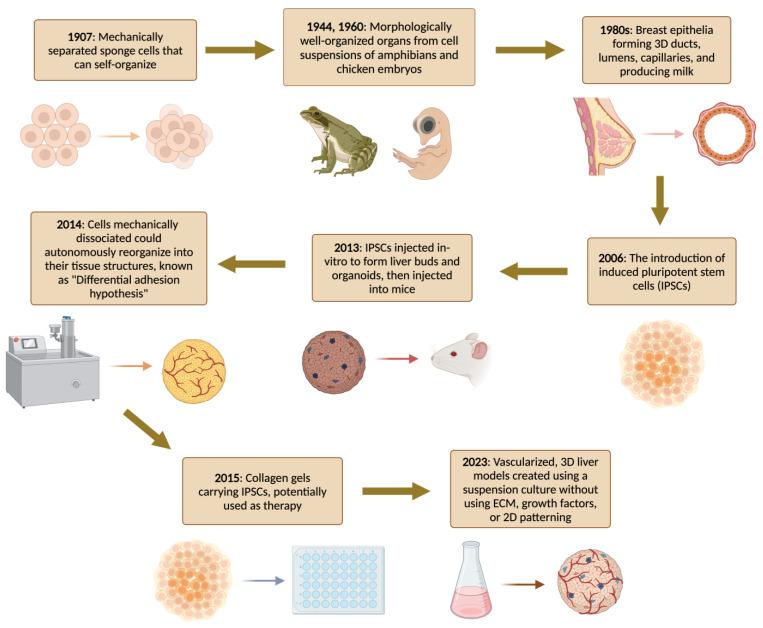 https://cdn.ncbi.nlm.nih.gov/pmc/blobs/f393/11048289/99189a1ce32e/bioengineering-11-00346-g001.jpg
