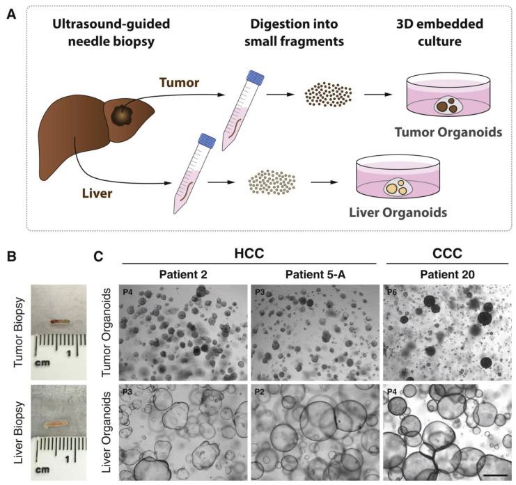 https://cdn.ncbi.nlm.nih.gov/pmc/blobs/f393/11048289/af8e5ed3f65d/bioengineering-11-00346-g003.jpg