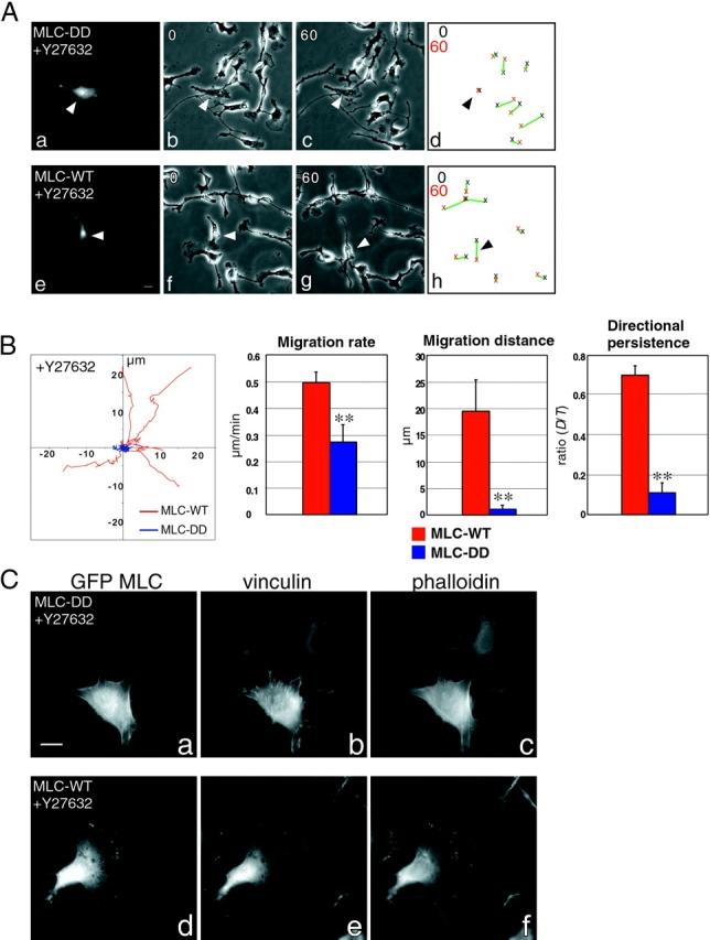 https://cdn.ncbi.nlm.nih.gov/pmc/blobs/f397/2172229/890a603ba5f7/200306172f4.jpg