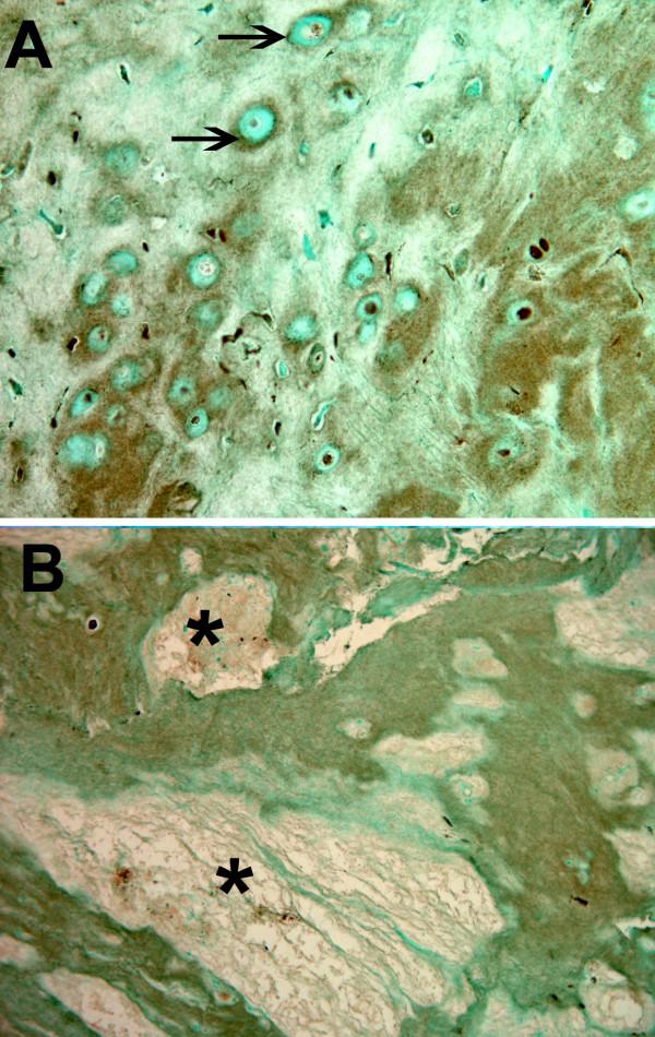 https://cdn.ncbi.nlm.nih.gov/pmc/blobs/f397/3003526/69ef5f717a87/ar2876-4.jpg