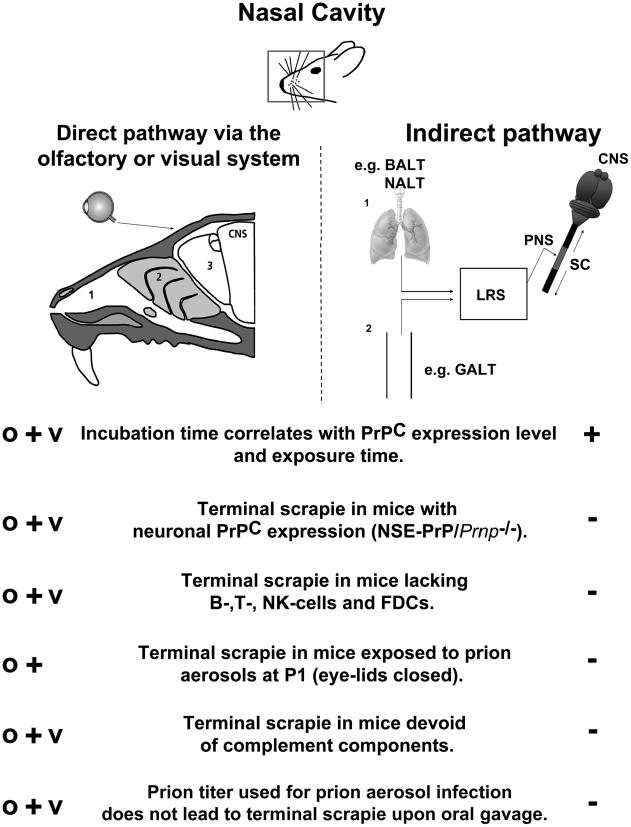https://cdn.ncbi.nlm.nih.gov/pmc/blobs/f399/3020930/e7ca02a15eda/ppat.1001257.g008.jpg