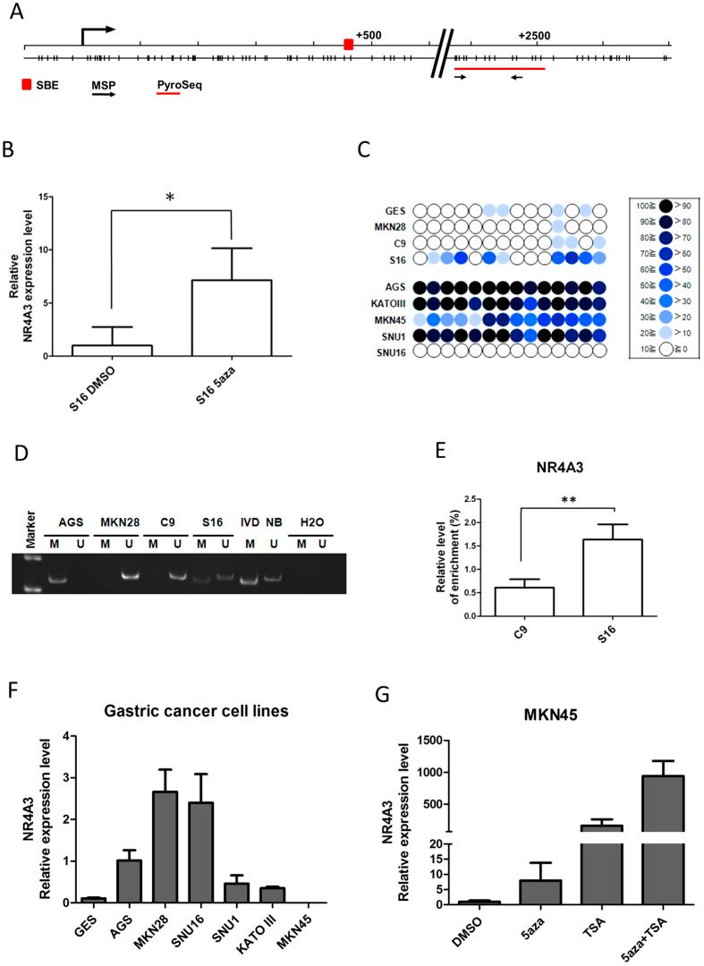https://cdn.ncbi.nlm.nih.gov/pmc/blobs/f399/4985659/51ecd4b4f75f/srep31690-f2.jpg