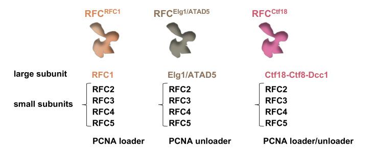 https://cdn.ncbi.nlm.nih.gov/pmc/blobs/f39d/8001024/2c1a0d649b2c/ijms-22-02810-g002.jpg