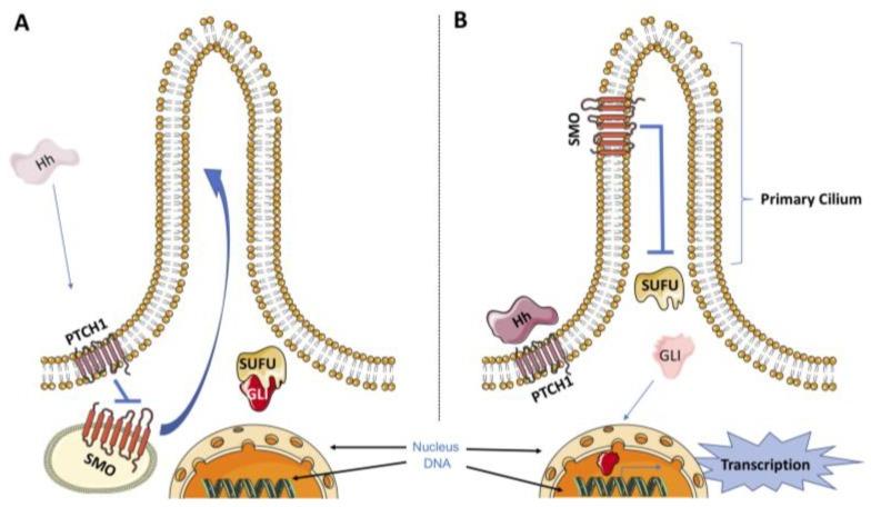 https://cdn.ncbi.nlm.nih.gov/pmc/blobs/f39e/6406365/db25401cab4e/cells-08-00153-g001.jpg