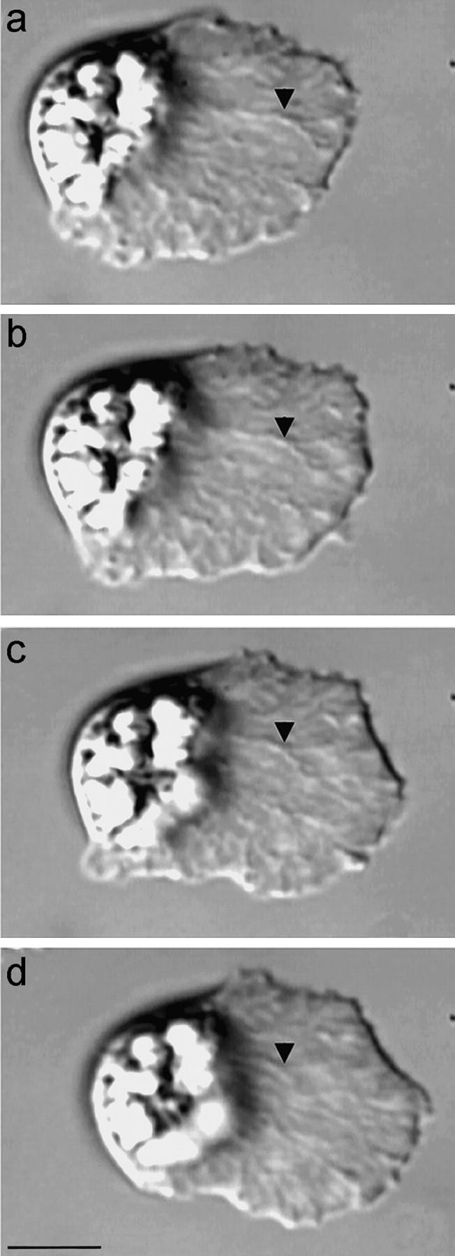 https://cdn.ncbi.nlm.nih.gov/pmc/blobs/f3a2/2169480/bafcaf666455/JCB9902044.f1.jpg