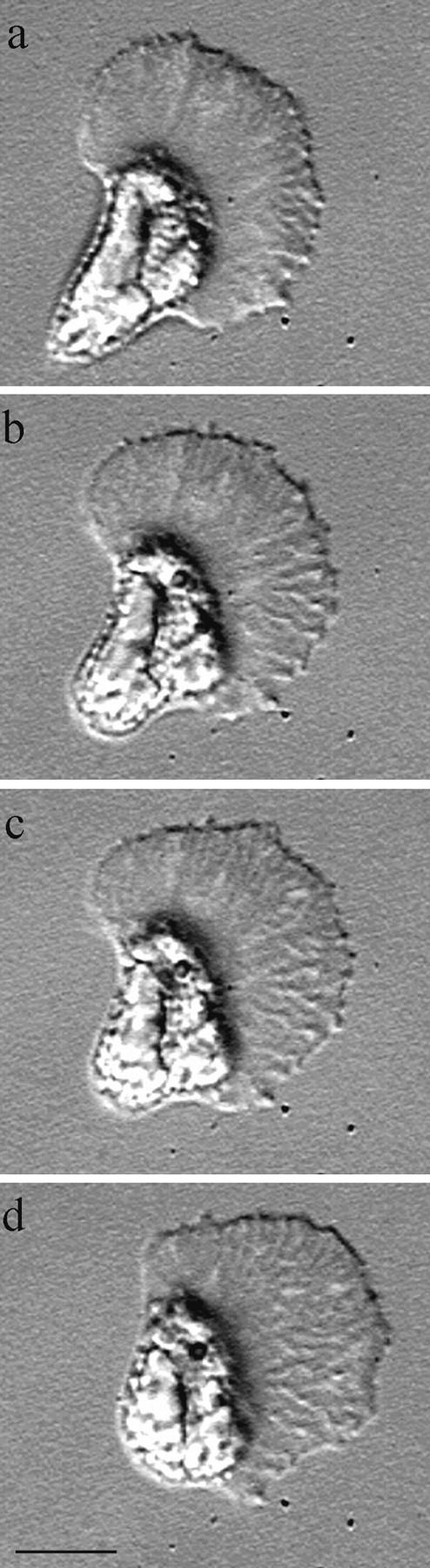https://cdn.ncbi.nlm.nih.gov/pmc/blobs/f3a2/2169480/df73dfe237e9/JCB9902044.f2.jpg