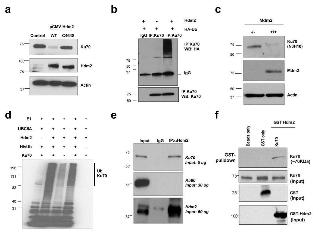 https://cdn.ncbi.nlm.nih.gov/pmc/blobs/f3a5/2669846/954747434936/nihms83344f2.jpg