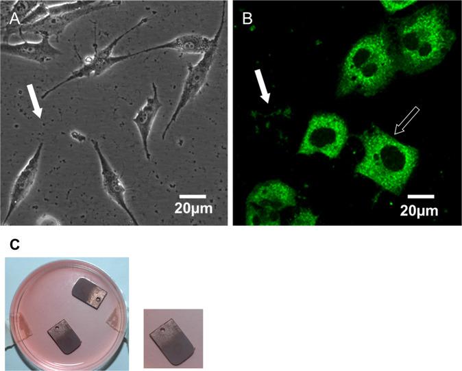 https://cdn.ncbi.nlm.nih.gov/pmc/blobs/f3a7/8860945/e0befd824664/10856_2022_6651_Fig1_HTML.jpg