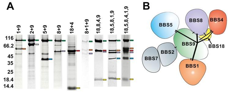 https://cdn.ncbi.nlm.nih.gov/pmc/blobs/f3a8/5700813/5a1196b68962/elife-27434-fig1.jpg