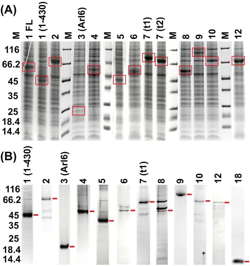 https://cdn.ncbi.nlm.nih.gov/pmc/blobs/f3a8/5700813/6b26356f1800/elife-27434-fig1-figsupp1.jpg