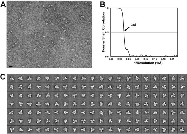 https://cdn.ncbi.nlm.nih.gov/pmc/blobs/f3a8/5700813/e7a7eaa81433/elife-27434-fig2-figsupp1.jpg