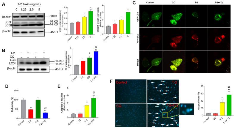https://cdn.ncbi.nlm.nih.gov/pmc/blobs/f3a9/9330824/34d524c9024d/jof-08-00761-g007.jpg