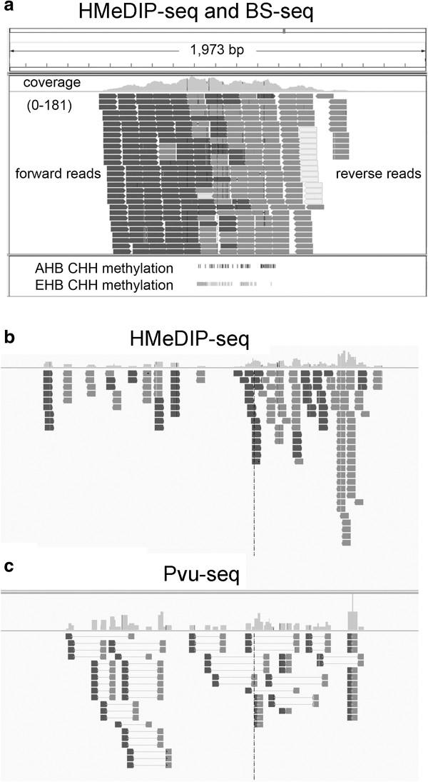 https://cdn.ncbi.nlm.nih.gov/pmc/blobs/f3ab/3850688/fa56297e2aff/1471-2164-14-666-1.jpg
