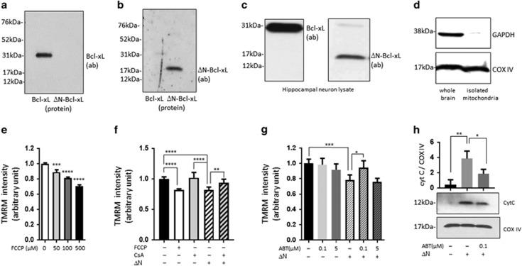 https://cdn.ncbi.nlm.nih.gov/pmc/blobs/f3ac/5635221/e1c1a3058138/cdd2017123f5.jpg
