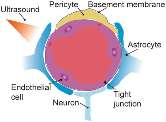 https://cdn.ncbi.nlm.nih.gov/pmc/blobs/f3af/11381257/3081448de195/fnagi-16-1353003-g003.jpg
