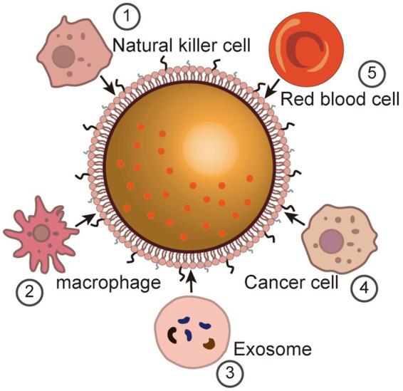 https://cdn.ncbi.nlm.nih.gov/pmc/blobs/f3af/11381257/3f1e376c8c78/fnagi-16-1353003-g002.jpg