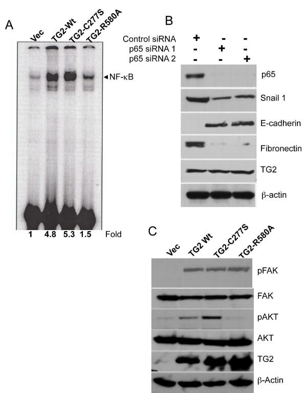 https://cdn.ncbi.nlm.nih.gov/pmc/blobs/f3b0/3496119/354f5d72053a/bcr3085-5.jpg