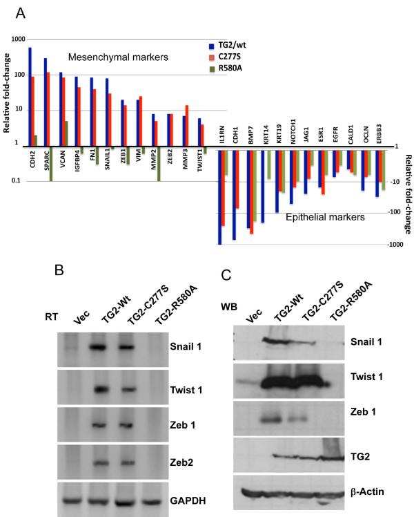 https://cdn.ncbi.nlm.nih.gov/pmc/blobs/f3b0/3496119/428407998b6c/bcr3085-3.jpg