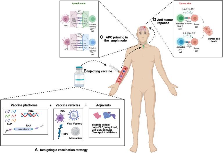 https://cdn.ncbi.nlm.nih.gov/pmc/blobs/f3b0/8141615/b0a461e99606/fonc-11-672508-g001.jpg