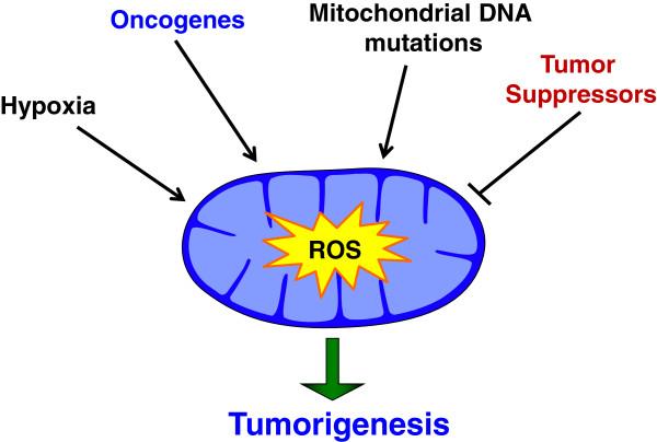 https://cdn.ncbi.nlm.nih.gov/pmc/blobs/f3b2/4323058/9089ebeabc38/40170_2014_138_Fig4_HTML.jpg