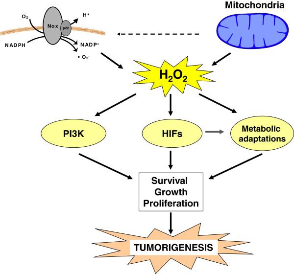 https://cdn.ncbi.nlm.nih.gov/pmc/blobs/f3b2/4323058/b272f1a34344/40170_2014_138_Fig3_HTML.jpg